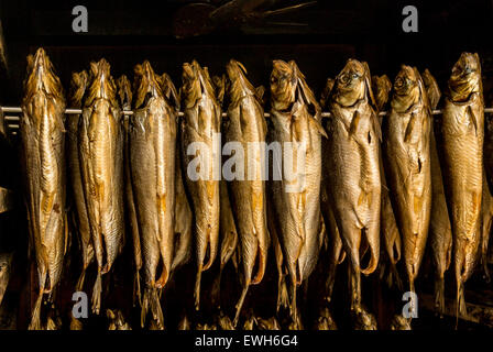 Kipper rauchen in einem Rauchofen. Stockfoto