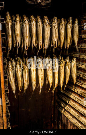 Kipper rauchen in einem Rauchofen. Stockfoto