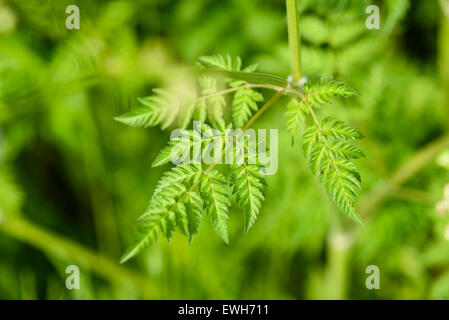 Blatt der Kuh Petersilie, Anthriscus Sylvestris, Wildblumen, Dumfries & Galloway, Schottland Stockfoto