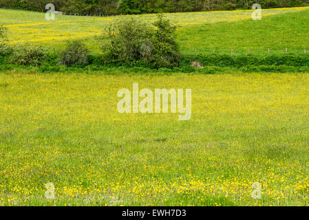 Wildblumenwiese, Flotte Valley National Scenic Area, in der Nähe von Gatehouse of Fleet, Dumfries & Galloway, Schottland Stockfoto