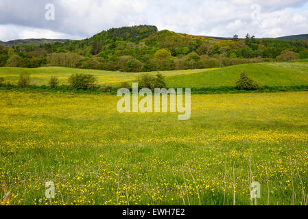 Wildblumenwiese, Flotte Valley National Scenic Area, in der Nähe von Gatehouse of Fleet, Dumfries & Galloway, Schottland Stockfoto