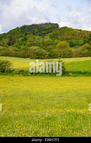 Wildblumenwiese, Flotte Valley National Scenic Area, in der Nähe von Gatehouse of Fleet, Dumfries & Galloway, Schottland Stockfoto