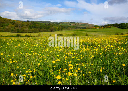 Wildblumenwiese, Flotte Valley National Scenic Area, in der Nähe von Gatehouse of Fleet, Dumfries & Galloway, Schottland Stockfoto