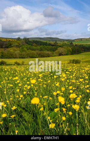 Wildblumenwiese, Flotte Valley National Scenic Area, in der Nähe von Gatehouse of Fleet, Dumfries & Galloway, Schottland Stockfoto