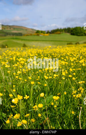 Wildblumenwiese, Flotte Valley National Scenic Area, in der Nähe von Gatehouse of Fleet, Dumfries & Galloway, Schottland Stockfoto