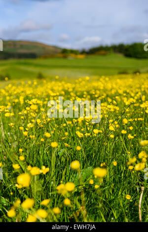 Geringe Schärfentiefe - Wildblumenwiese, Flotte Valley National Scenic Area, in der Nähe von Gatehouse of Fleet, Dumfries & Galloway, Schottland Stockfoto