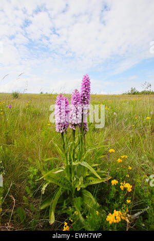 Gemeinsame gefleckte Orchideen (Dactylorhiza Fuchsii) wachsen in Hülle und Fülle bei einem lokalen Naturschutzgebiet Derbyshire England Uk Stockfoto
