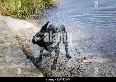 Schwarzer Labrador schütteln sich trocken nach dem Schwimmen, England, UK. Stockfoto