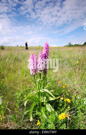 Ein Mann geht durch eine Wildblumenwiese interpunktiert mit gemeinsamen entdeckt Orchideen (Dactylorhiza Fuchsii), Derbyshire England UK Stockfoto