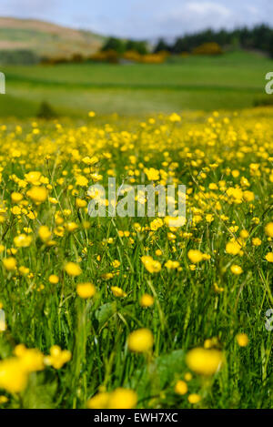 Geringe Schärfentiefe - Wildblumenwiese, Flotte Valley National Scenic Area, in der Nähe von Gatehouse of Fleet, Dumfries & Galloway, Schottland Stockfoto