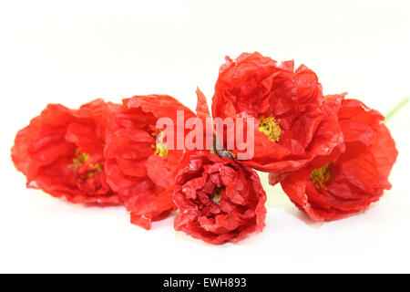 Red Island Mohn Blumen auf einem hellen Hintergrund Stockfoto