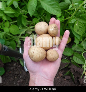 Titley, Herefordshire, UK - Juni 2015 - A Gärtner gräbt seine erste Ernte der frühen Ernte Kartoffeln heute - diese Sorte wird als Rakete und hat eine weiße Haut mit weißem Fleisch. Stockfoto