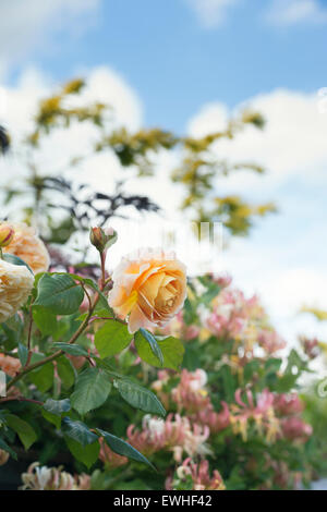 Rosa 'Crown Princess Margareta'. Englische Klettern Rose gegen blauen Himmel Stockfoto