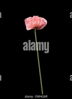 Blasse Lachs rosa Mohnblumen Closeup und Knospen im Freien im Juni, Schweden. Stockfoto