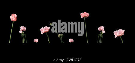 Blasse Lachs rosa Mohnblumen Closeup und Knospen in Folge isoliert auf schwarz für Rand-Dekor oder Hintergrund. Stockfoto