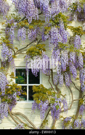 Glyzinien Klettern rund um ein Fenster. Stockfoto