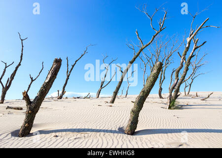 Die Wanderdünen im Slowinski Nationalpark, Polen. Die Dünen gelten als eine Kuriosität der Natur auf europäischer Ebene. Stockfoto