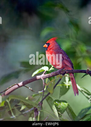Männliche nördlichen Cardinal, thront auf einem Ast Stockfoto