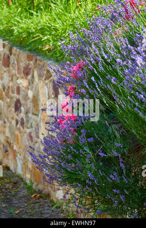 Duftenden Lavendel und schöne Rosen auf eine Gartenmauer aus Naturstein gemacht Stockfoto
