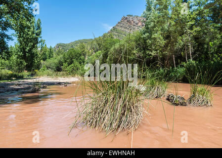 Landschaft mit Wald und Fluss mit schlammigen Wasser in Spanien Stockfoto