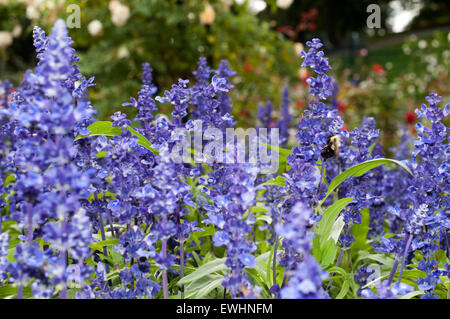 Lavanda bei PEGGY ROCKEFELLER ROSE GARDEN an der NEW YORK BOTANICAL GARDEN. New York Botanical Garden. Die Bronx Botanical Garden Stockfoto