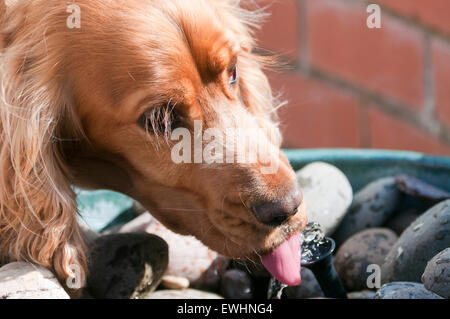 Sprocker aus Garten Brunnen trinken Stockfoto