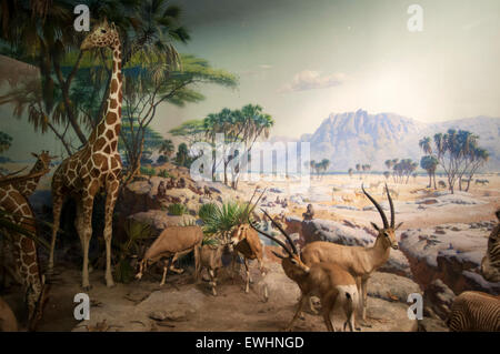 American Museum of Natural History. Central Park West und 79th Street. Serengeti Plains Ausstellung im Museum der natürlichen Histor Stockfoto