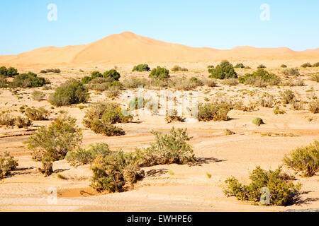 alten Fossil in der Wüste von Marokko Sahara und Rock Stein Himmel Stockfoto