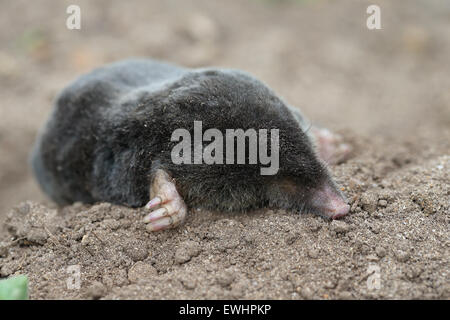 Gemeinsamen Maulwurf (Talpa Europaea) Stockfoto