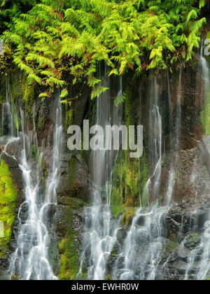 Panther Creek Falls. Washington Stockfoto