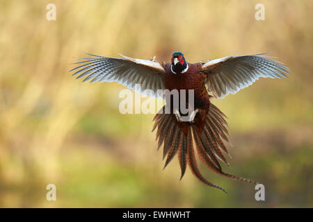 Fahren Sie auf Hahn Pheasnt fliegen direkt in Richtung Kamera im morgendlichen Sonnenlicht Stockfoto