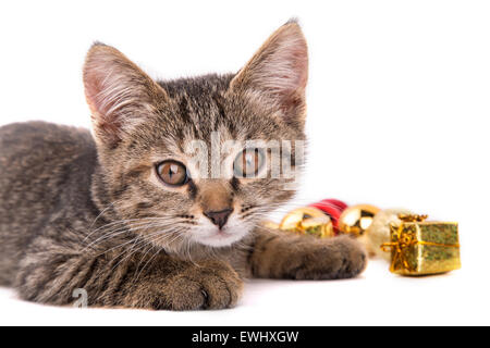 Kleine graue Katze Blick auf Kamera isoliert auf weißem Hintergrund Stockfoto