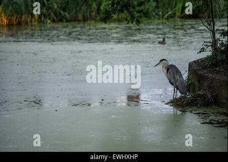 Ein Reiher Angeln auf einem schmutzigen London urban Teich Stockfoto