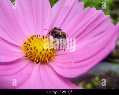Eine Hummel auf einer rosa Blume an einem Sommertag in einem Garten Stockfoto