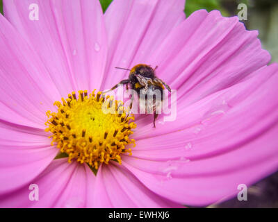 Eine Hummel auf einer rosa Blume an einem Sommertag in einem Garten Stockfoto