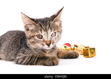 Kleine graue Katze Blick auf Kamera isoliert auf weißem Hintergrund Stockfoto