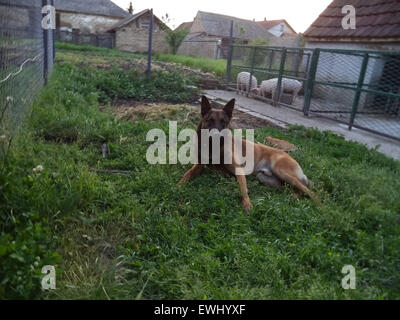 Deutscher Schäferhund Stockfoto