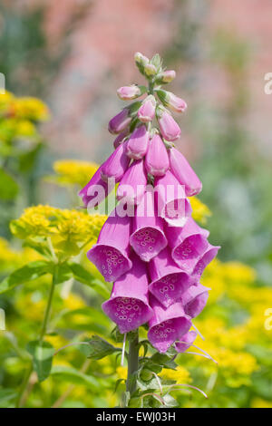 Digitalis Purpurea. Gemeinsamen Fingerhut Spike unter Euphorbia Blumen. Stockfoto