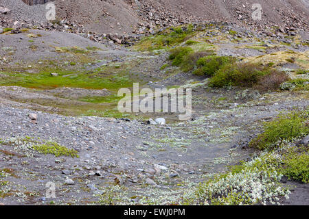 leere Kessel Felsformationen Loch füllen mit Moos und Pflanzen hinterlassen Gletscher Islands Stockfoto