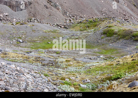 leere Kessel Felsformationen Loch füllen mit Moos und Pflanzen hinterlassen Gletscher Islands Stockfoto