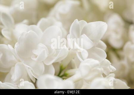 Makrofoto des weißen lila Blüten Stockfoto