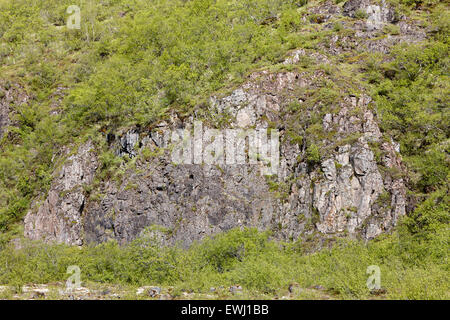 Basalt Deiche aus Hang Island Stockfoto