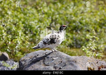 männliche Schneehühner Lagopus Mutus in Frühjahr Gefieder Island Stockfoto