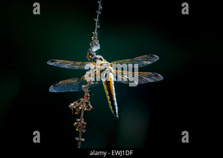 Breit-bodied Chaser Libelle an einer Pflanze hängen. Der Hintergrund ist dunkel. Stockfoto