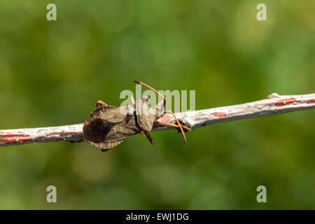 Coreus Marginatus Käfer zu Fuß auf einem Ast. Stockfoto