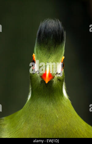 Ein close-up Portrait eines afrikanischen grüne weiße-cheeked Turaco Vogels. Stockfoto