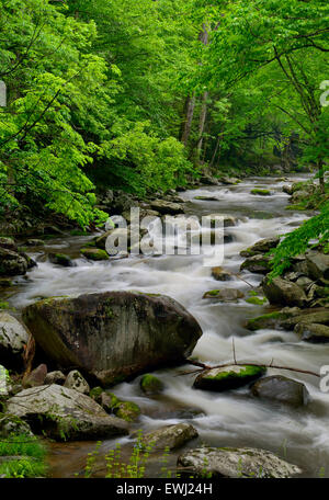 Großen Kaskaden in die mittlere Zinke der Little Pigeon River im Tremont der Great-Smoky-Mountains-Nationalpark, Tennessee, USA Stockfoto