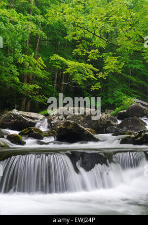 Großen Kaskaden in die mittlere Zinke der Little Pigeon River im Tremont der Great-Smoky-Mountains-Nationalpark, Tennessee, USA Stockfoto