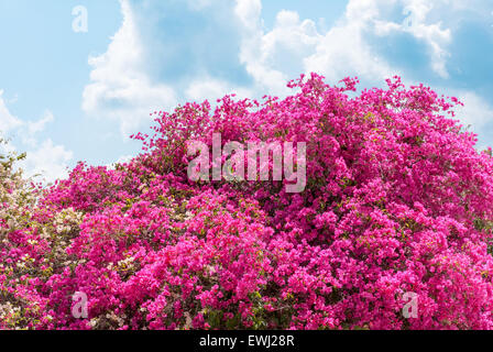 Große Busch blühende rosa Blumen Azaleen Stockfoto