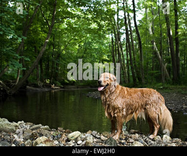 Einweichen nassen Golden Retriever Hund stehen auf Felsen am Ufer eines Baches im Wald Stockfoto